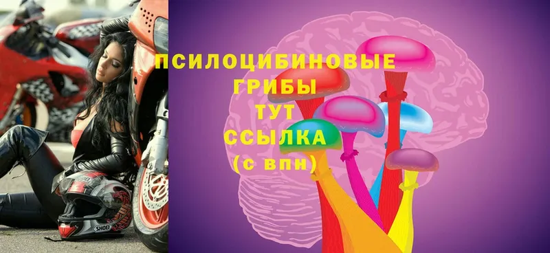 Псилоцибиновые грибы Cubensis  Анива 